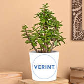 Verint Plant Product 