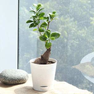 Vibrant Ficus Microcarpa