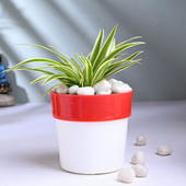 Vibrant Spider Plant In Red N White Pot