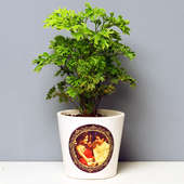 Viridescent Aralia Plant - Foliage Plant Indoors in Conical Personalized Vase