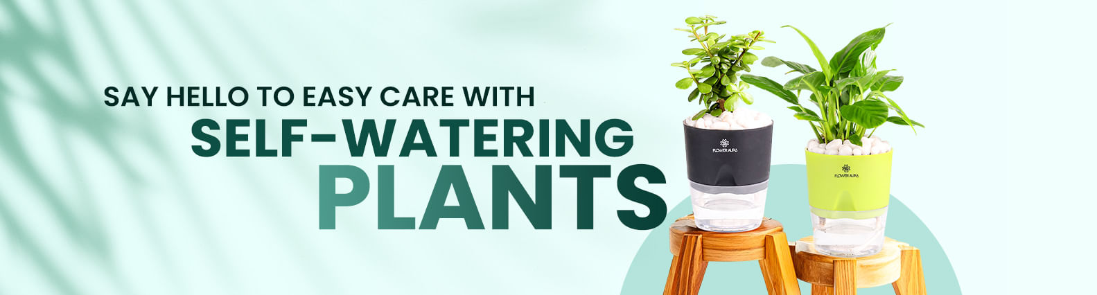Buy Self watering plant 