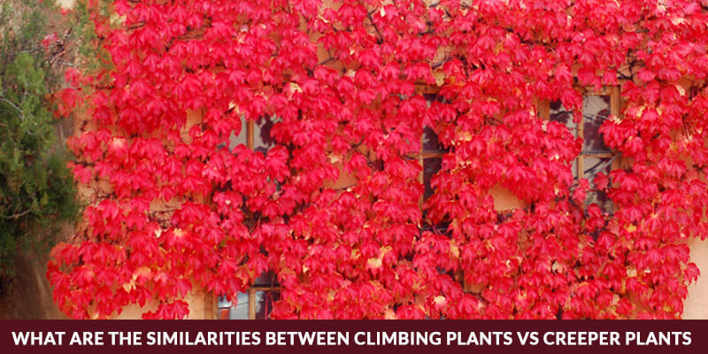 What Are The Similarities Between Climbing Plants Vs Creeper Plants