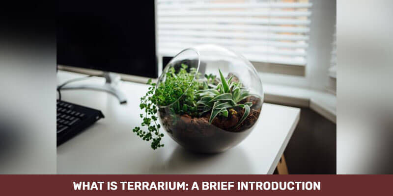 What is Terrarium: A Brief Introduction