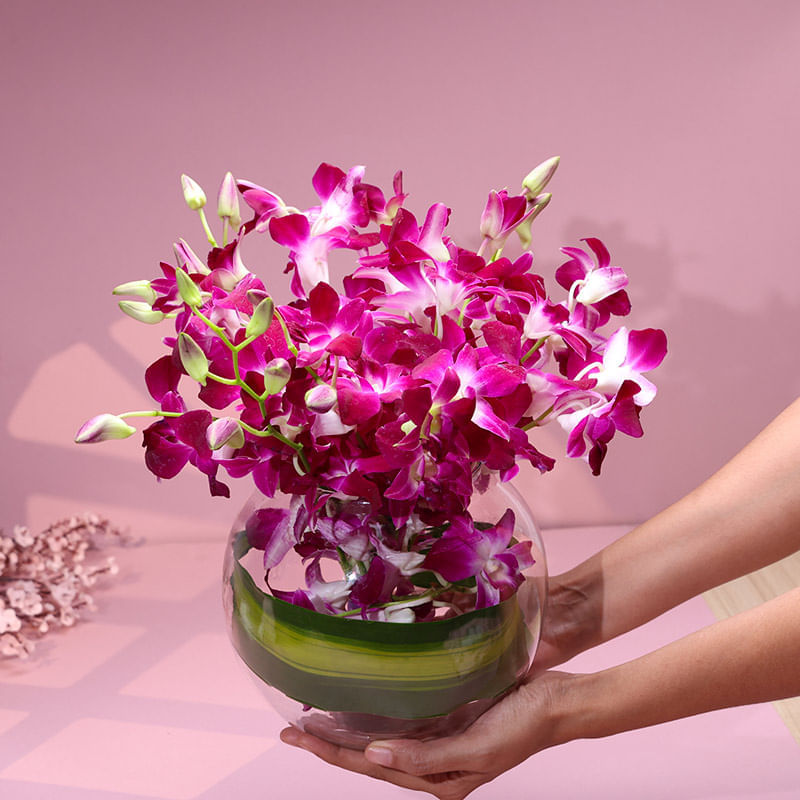 Where Orchids Echo Joy