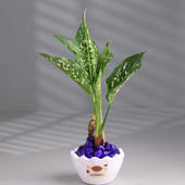 White Aglaonema In Raksha Bandhan Special Pot