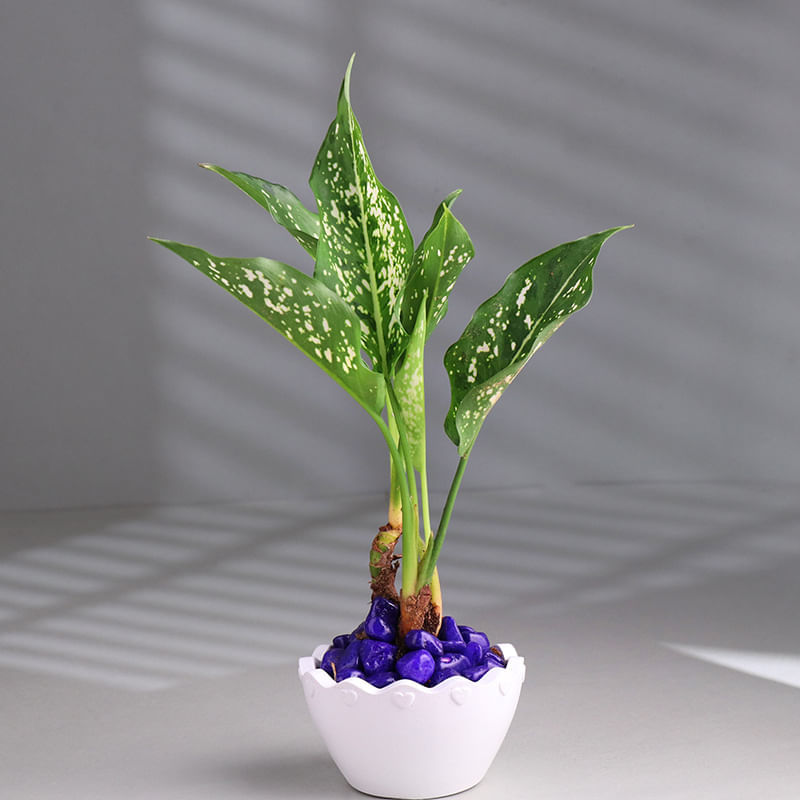 White Aglaonema Plant In White Pot