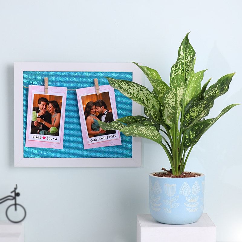 White Aglaonema Plant With Sleek Blue Photo Frame