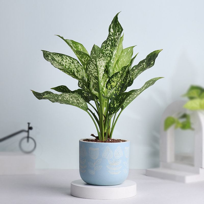 White Aglaonema Plant