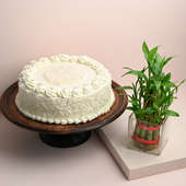 White Forest Cake N Lucky Bamboo