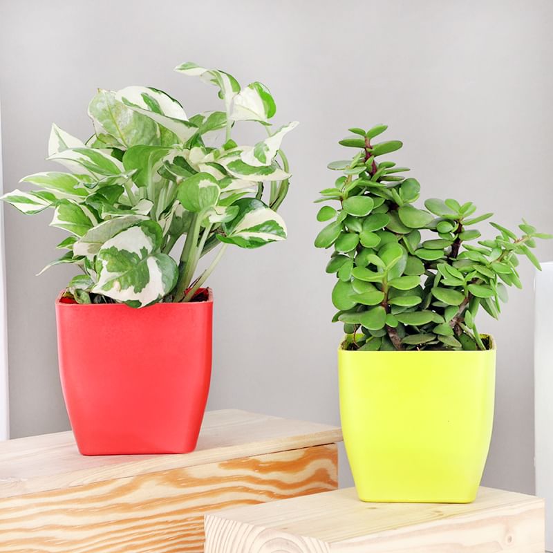 White Jade Combo - Good Luck Succulent and Cactus Plant Indoor and Outdoor in Blossom Vases
