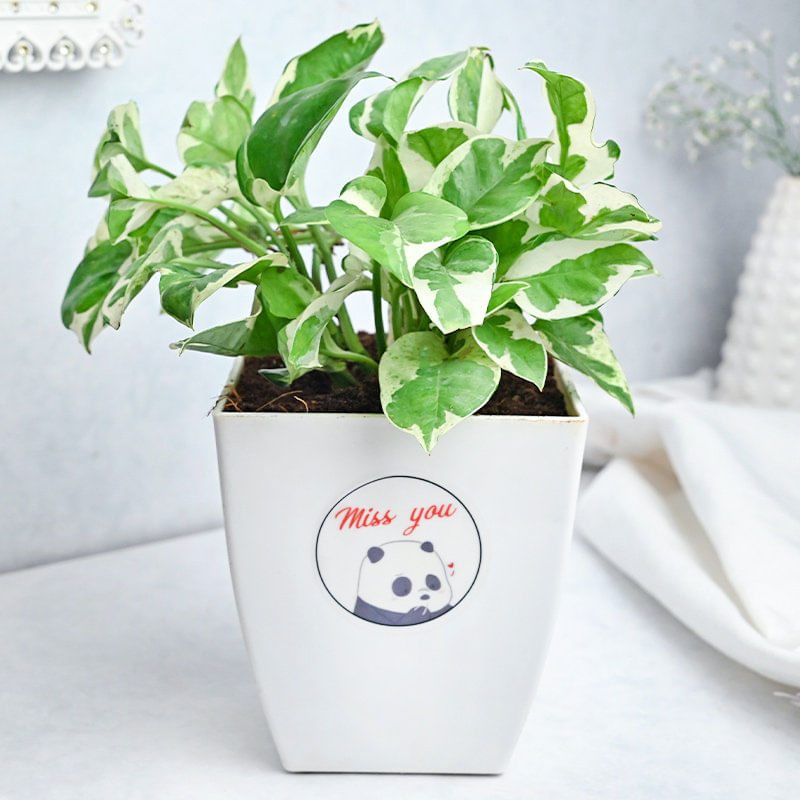 White Pothos Chatura Plant