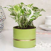Buy White Pothos Green Vase Plant Online 
