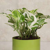 Send Buy White Pothos Green Vase Plant Online 