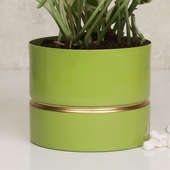 Order Buy White Pothos Green Vase Plant Online 