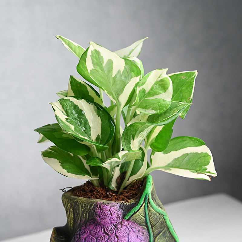 Buy White Pothos in a Buddha Pot Plant Online 