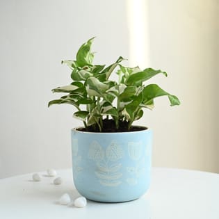 White Pothos In Blue And White Terracotta Pot