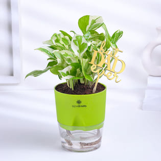 White Pothos In Self Watering Pot For Dad