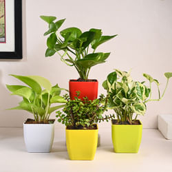 White Pothos, Jade, Green N Golden Money Plant Set