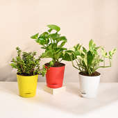 White Pothos, Jade N Money Plant Set