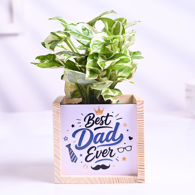 White Pothos Plant In Best Dad Pot