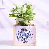 White Pothos Plant In Best Dad Pot