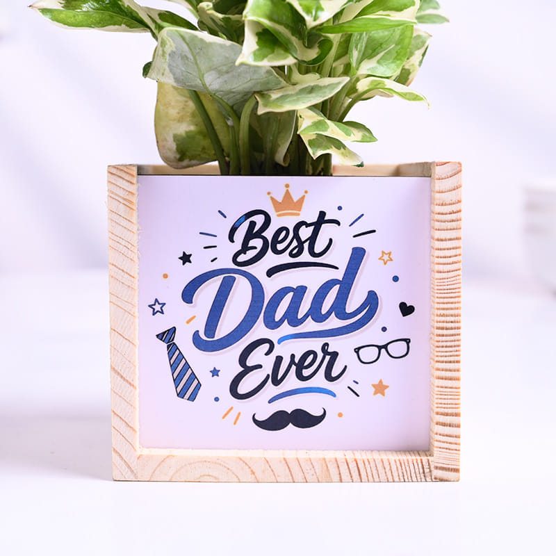 White Pothos Plant In Best Dad Pot