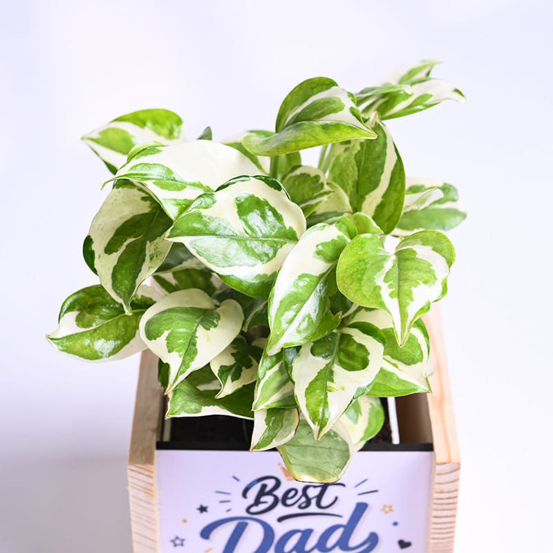 White Pothos Plant In Best Dad Pot