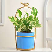 White Pothos Plant In Bird Planter