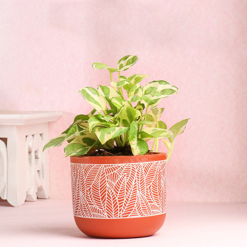 White Pothos Plant In Exquisite Terracotta Pot