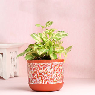 White Pothos Plant In Exquisite Terracotta Pot