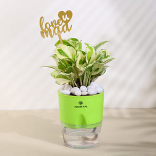 White Pothos Plant in Self Watering Pot For Maa