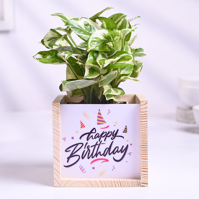 White Pothos Plant In Wooden Birthday Pot