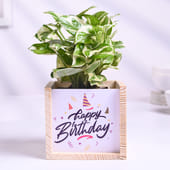 White Pothos Plant In Wooden Birthday Pot