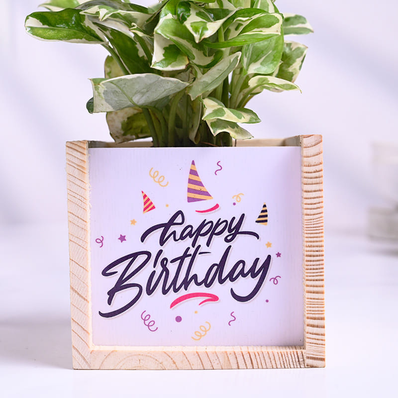 White Pothos Plant In Wooden Birthday Pot