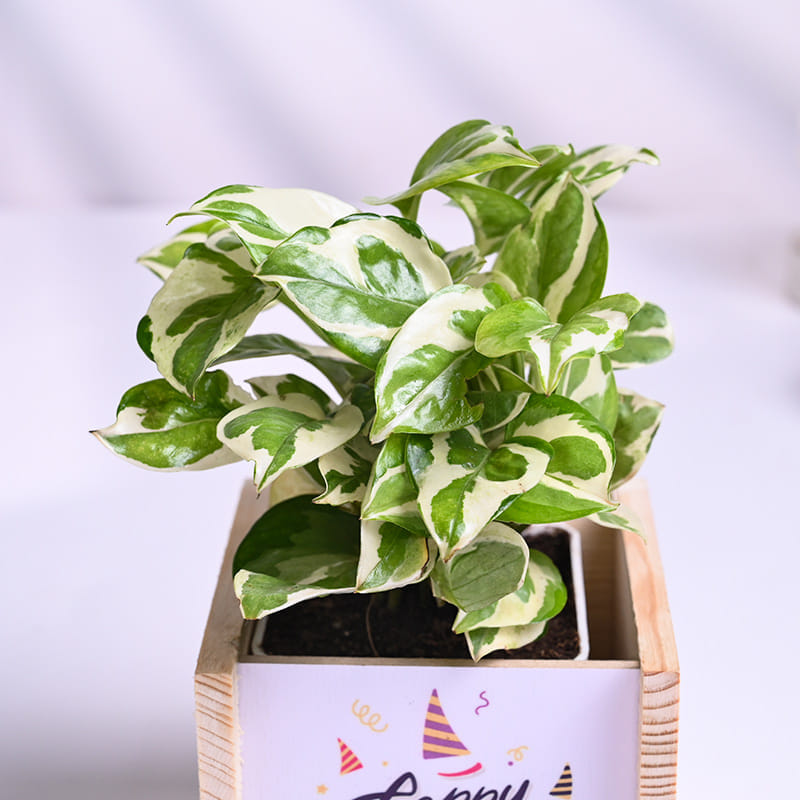 White Pothos Plant In Wooden Birthday Pot