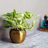 Order White Pothos Plant with Buddha Statues Online