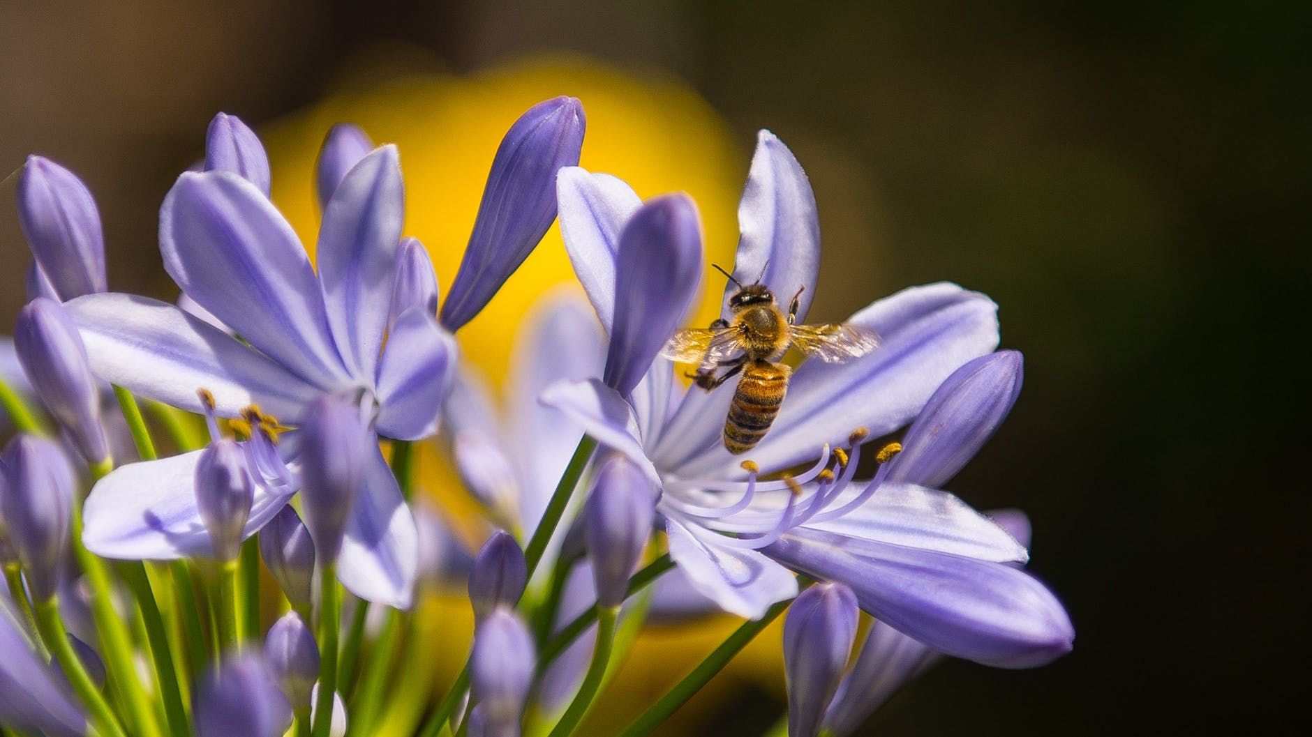 Why Do Flowers Have Smell