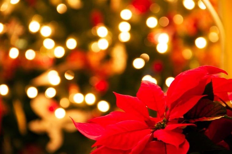 Why Poinsettias are the Main Christmas Flower?