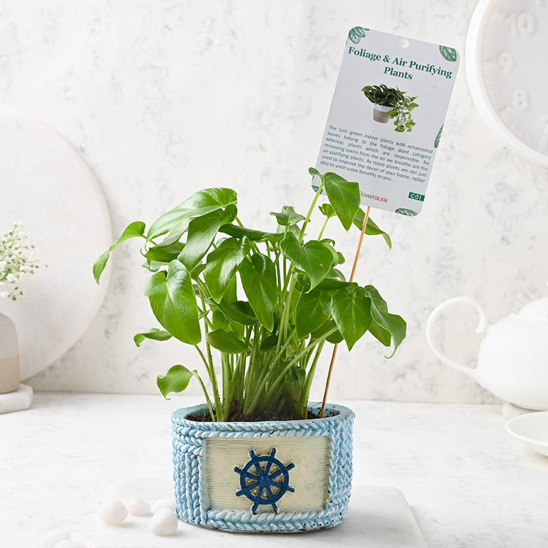Winterbourn Xanadu Plant - Foliage Plant Indoors in Designer Sailor Vase