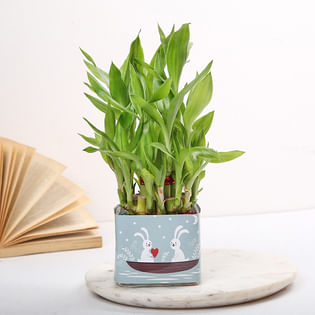 Wishful Anniversary Celebrations Plant
