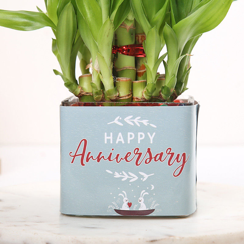 Buy Anniversary Plant Online