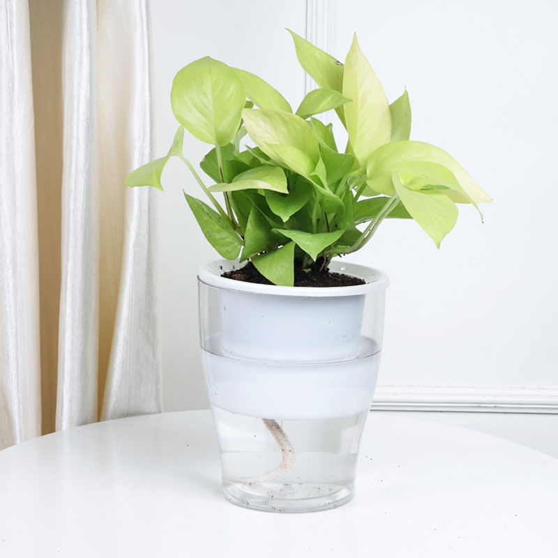 Buy Wishful Golden Money Plant Online