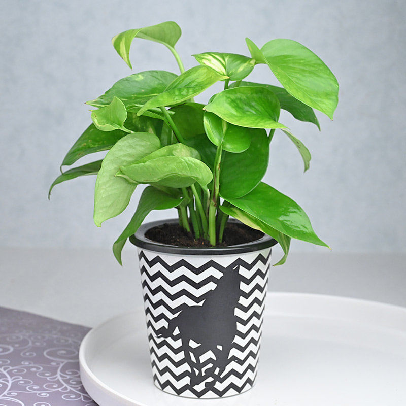 Wishful Indoor Money Plant