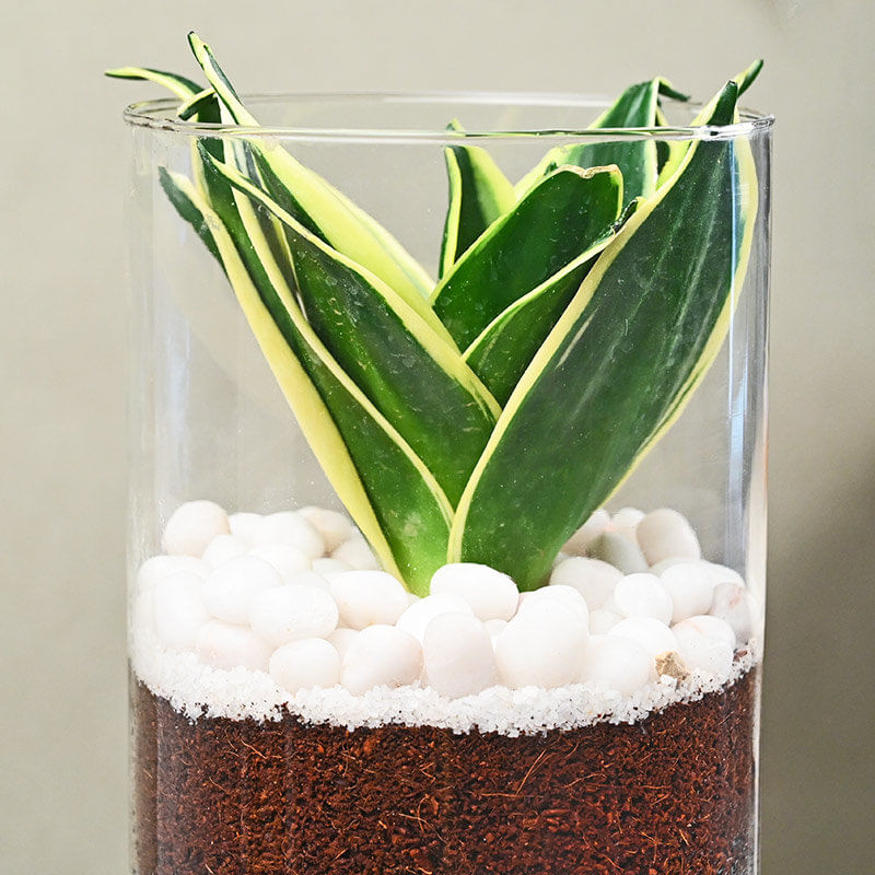 Buy Wishful N Evergreen Milt Sansevieria Online