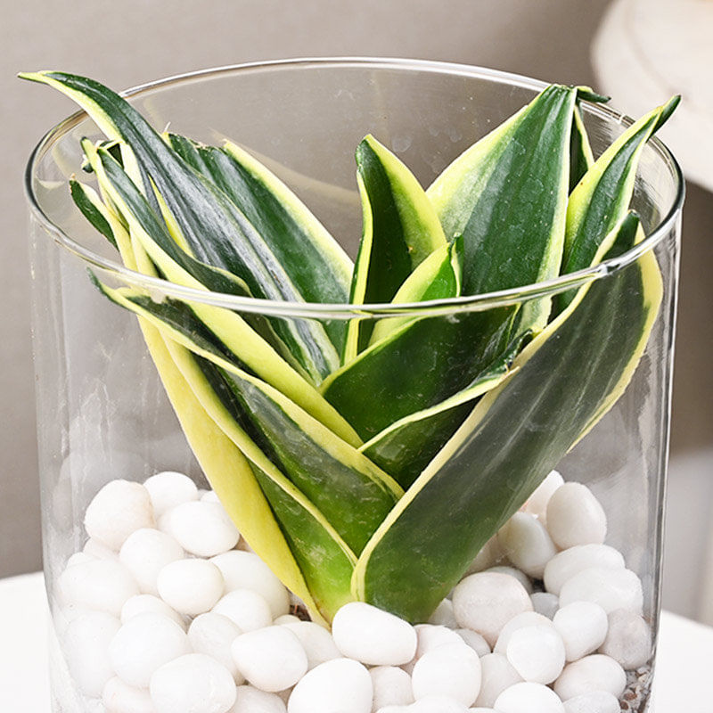 Send Wishful N Evergreen Milt Sansevieria Online