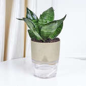 Buy Wishful Sansevieria Plant N Vase Combo Online