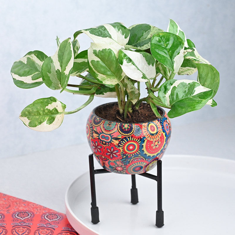 Wishful White Pothos Money Plant Online