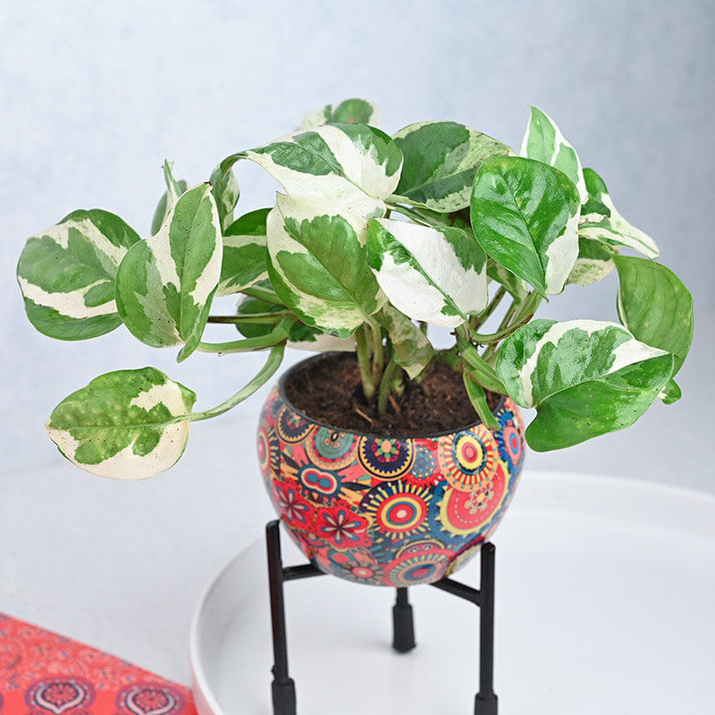 Order Wishful White Pothos Money Plant Online