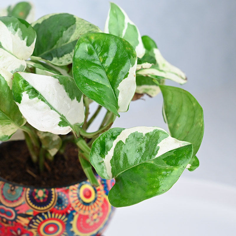 Buy Wishful White Pothos Money Plant Online