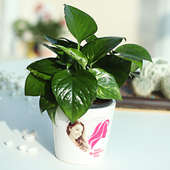 Women's Day Special Money Plant Gift